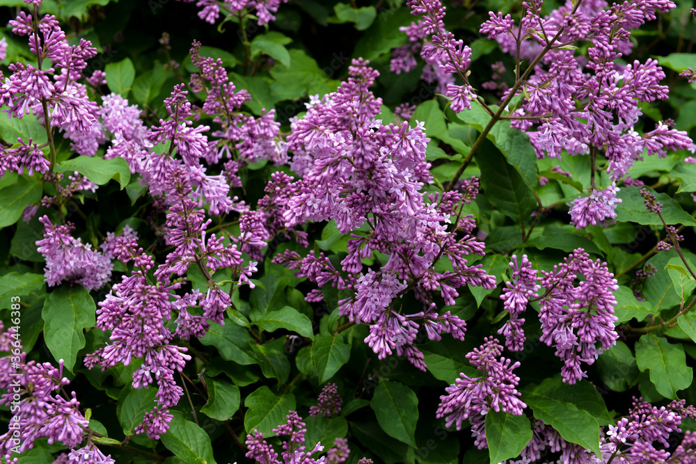 Fototapeta premium Close-up view of a branch of blooming purple lilac with green leaves