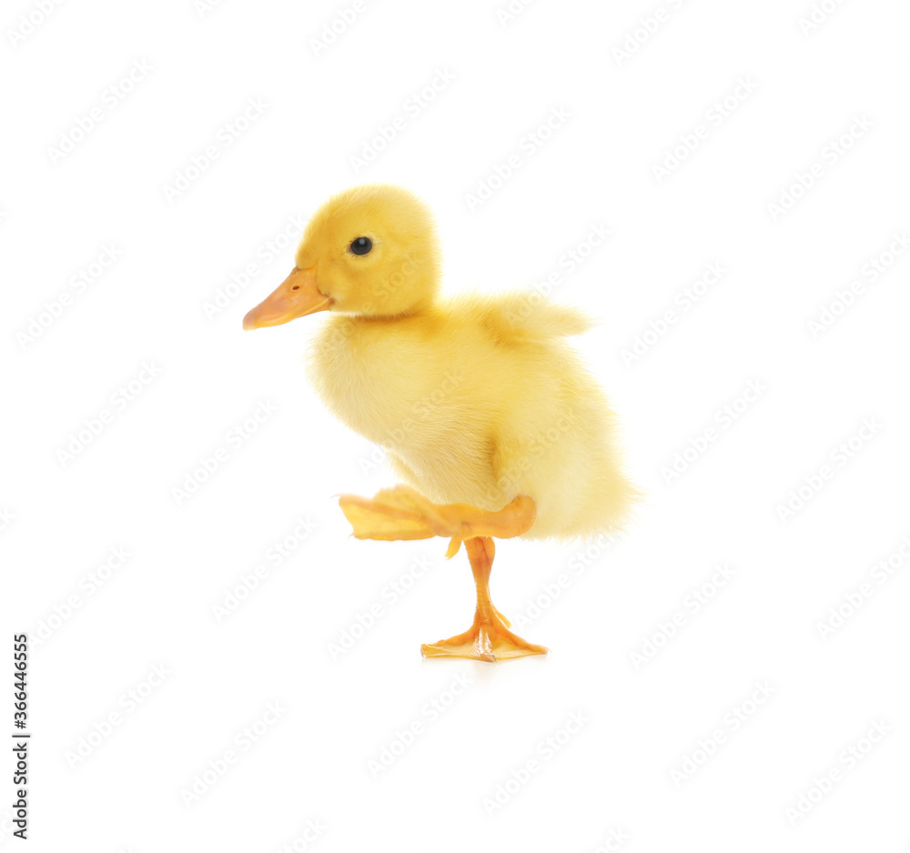 Cute fluffy baby duckling on white background Cute fluffy baby duckling on white background