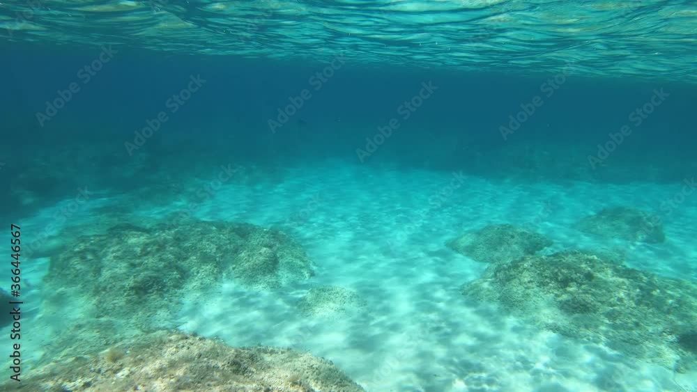 Underwater view of a cormorant swimming in the sea hunting for fish Underwater view of a cormorant swimming in the sea hunting for fish