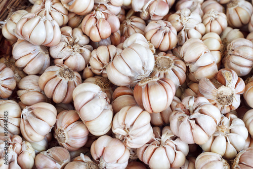 Garlic top view background. Garlic texture. Organic vegetable texture. Garlic bulbs full frame. Organic garlic top view.