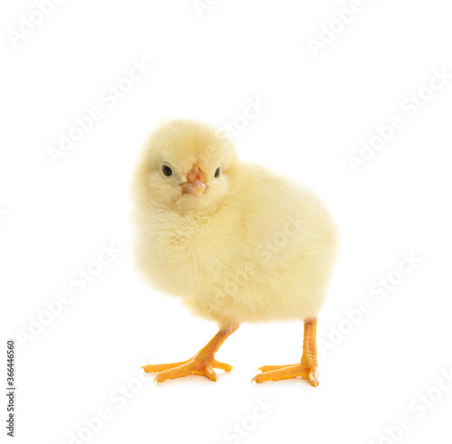 Cute fluffy baby chicken on white background