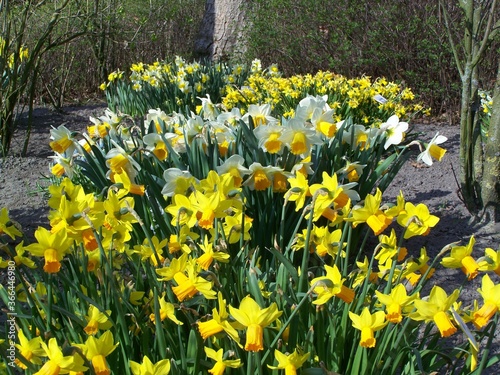 Fototapeta Naklejka Na Ścianę i Meble -  Narcissus, Narzisse, Daffodil