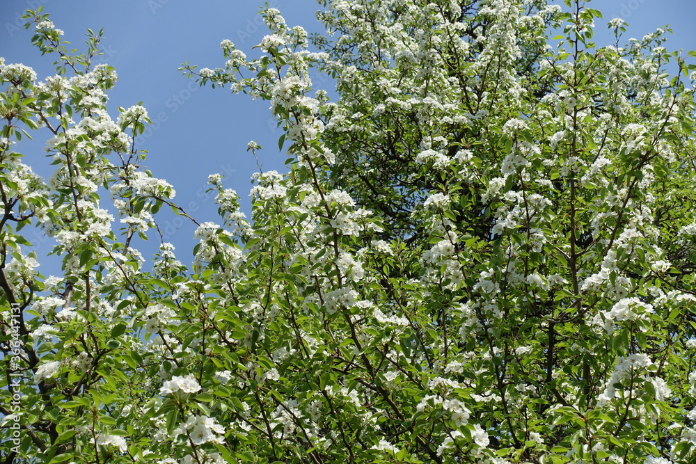 Crown of blossoming pear tree against blue sky in April