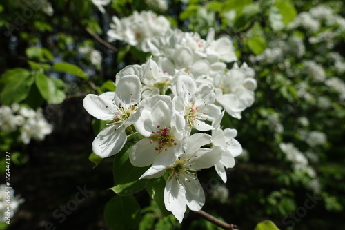 Unpollinated white flowers of pear tree in April