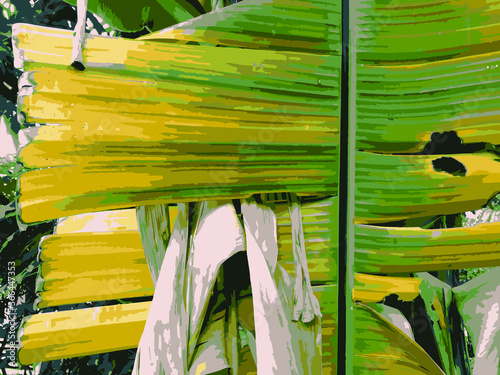 Close up dried banana leaves. Foliage, abstract.	