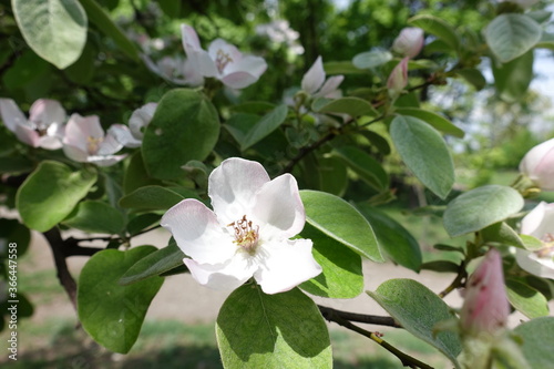 Closeup of white flower of quince in May