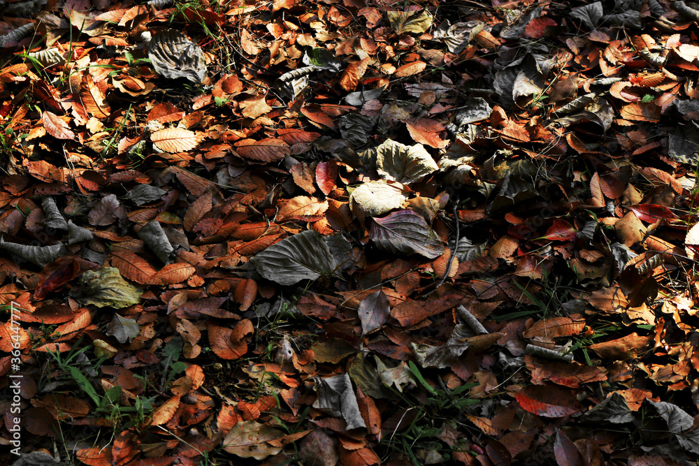 A carpet of dead leaves shining in the sunlight of nightfall