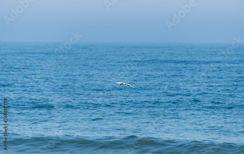 A landscape of a beautiful, blue and calm sea with a flying lonely seagull on a summer morning.
