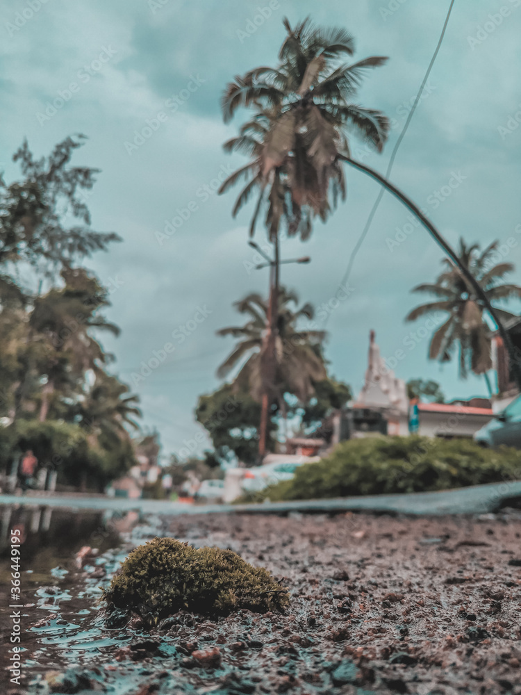 Palm trees in the city, Green, Beautiful scenery, Water, Grass, Monsoon, Road side water, Coconut trees, Village, wild grass
