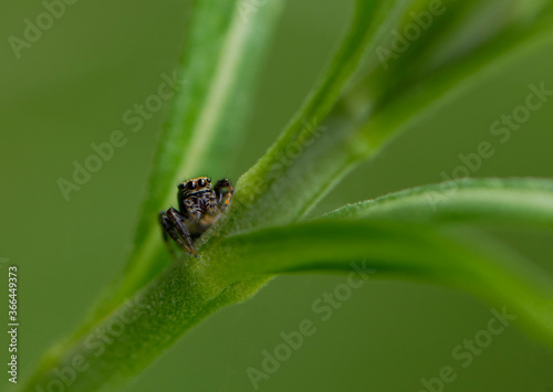 
spider with big eyes sits on a green plant