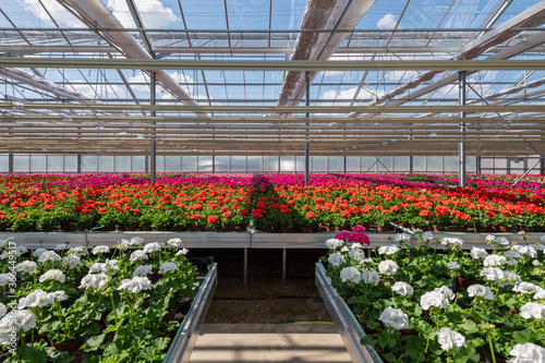 Blühende Pelargonien - Geranien Jungpflanzen in einem Gewächshaus