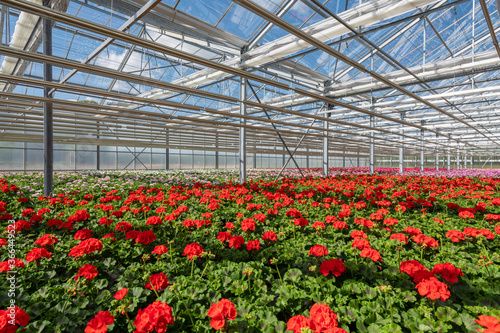 Blühende Pelargonien - Geranien Jungpflanzen in einem Gewächshaus