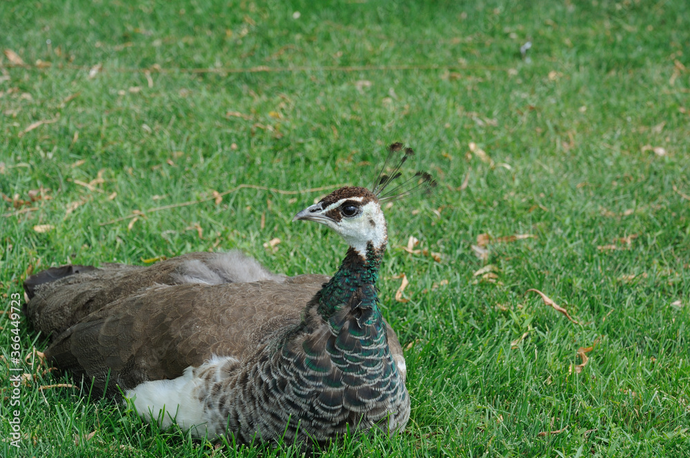 Fototapeta premium peacock female on green grass