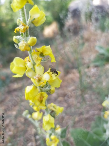 flor amarilla con mosca