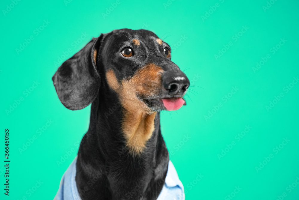 Portrait of funny naughty black and tan dachshund dog in t-shirt who playfully shows tongue on green background, expression of emotions, front view, copy space for text.