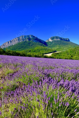  CHAMPS DE LAVANDE A SAOU DRÔME