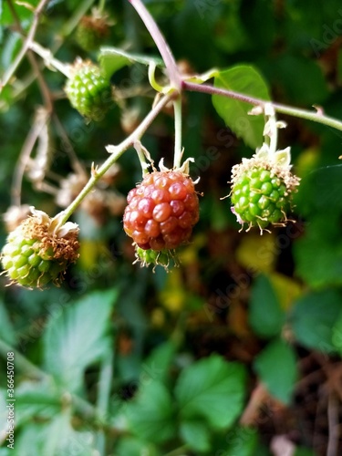 zarzamoras en flor