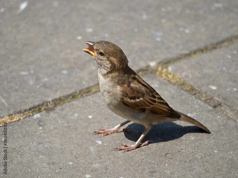 Singing female House Sparrow on the pavement in the city. Passer domesticus. Bird on the concrete sidewalk.. Singing female House Sparrow on the pavement in the city. Passer domesticus. Bird on the concrete sidewalk..