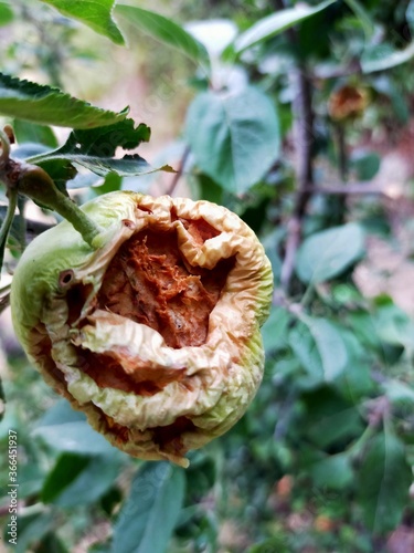 Manzana picada por pajaros