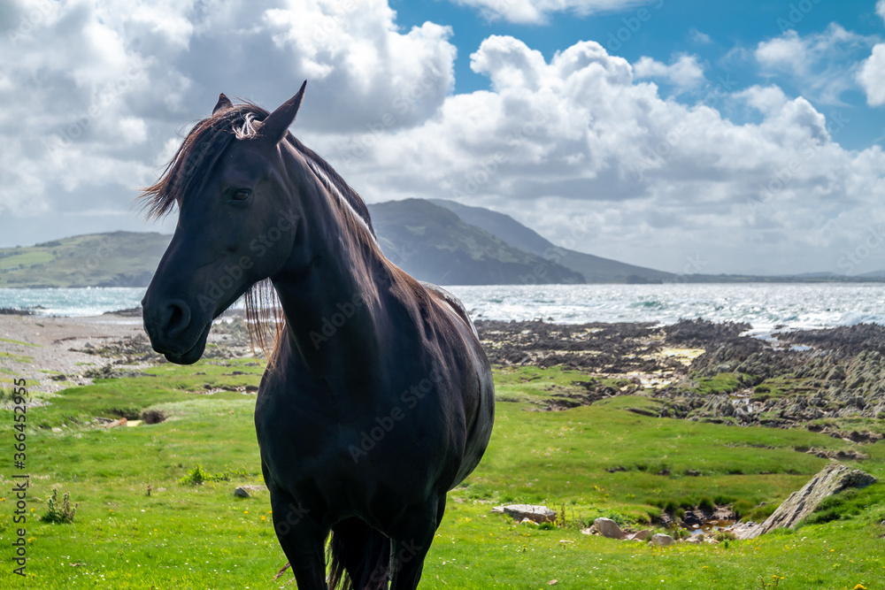 Irish Countryside view with black horse in County Donegal Irish Countryside view with black horse in County Donegal