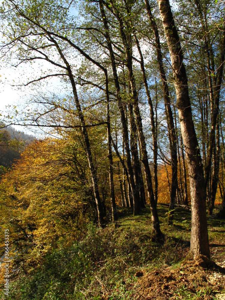 Fototapeta premium autumn in the woods