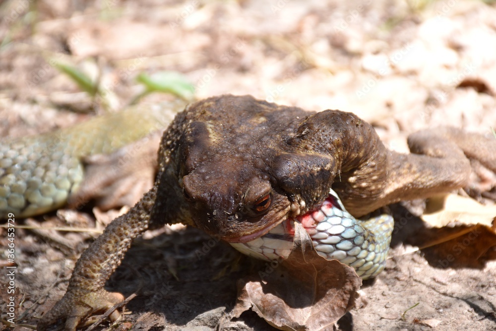 Obraz premium Front view of toad (bufo) attacked by collared snake (Natrix astreptophora) on a front leg.