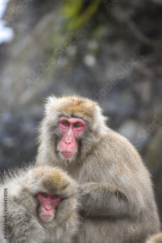 Monos de la nieve en Jigokudani park, pelaje claro,nieve de fondo,solos o de a pares © Micaela