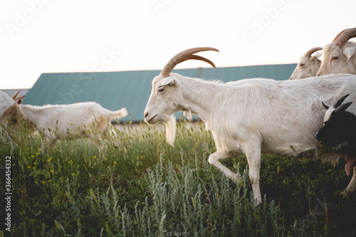 A herd of white goats grazes in a green field. Cattle. Pasture in the village.