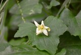White flower of Bryonia dioica on shady slope.