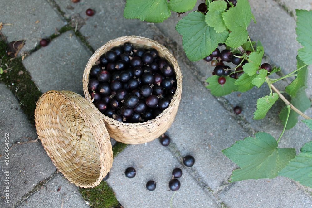 Black currant berries in a wicker small box on the background of a Bush with berries. Concept of growing berries on your own plot next to your home, healthy food