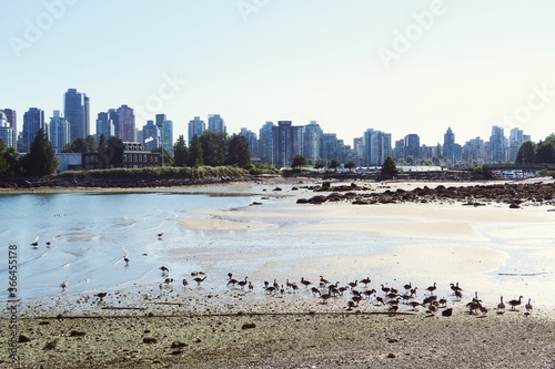 A flock of seabirds and ducks looking for food in a beach during the time of low tide with the city skyline as background