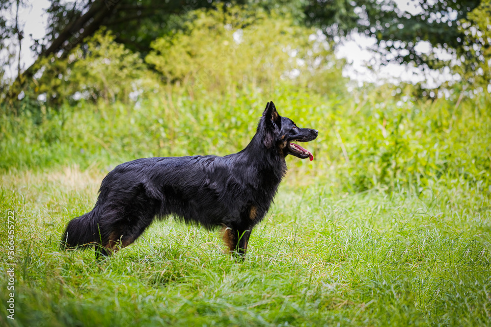 Dog portrait bohemian shepherd (chodsky pes) in the nature 2 Dog portrait bohemian shepherd (chodsky pes) in the nature 2