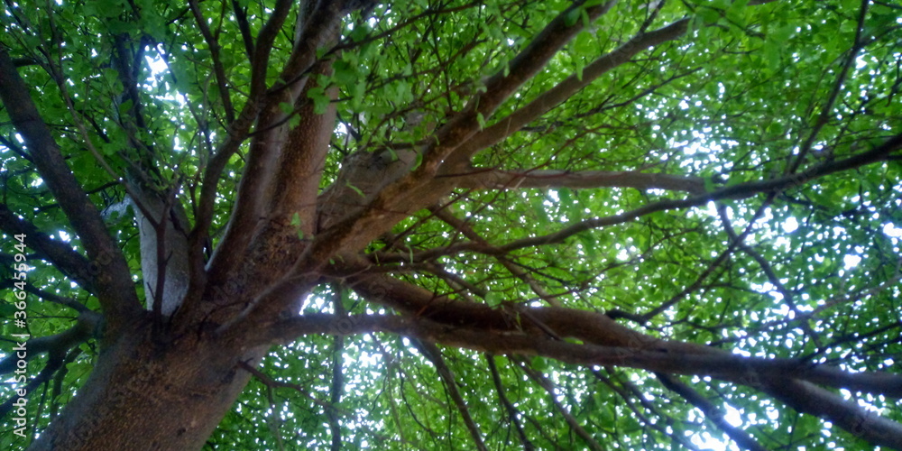 bird on tree bird on tree