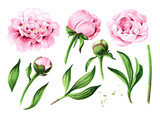 Pink peony Flowers set. Hand drawn watercolor illustration, isolated on white background