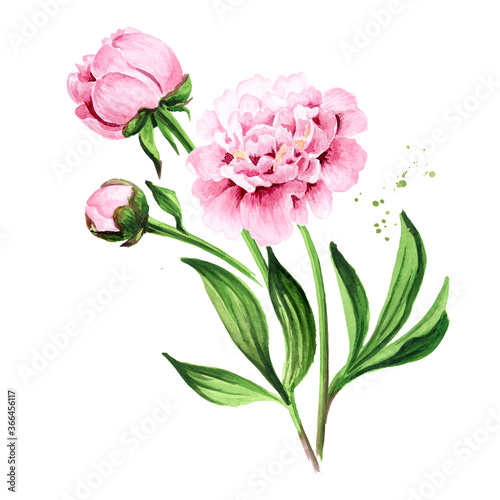 Pink peony Flowers bouquet. Hand drawn watercolor illustration isolated on white background © dariaustiugova