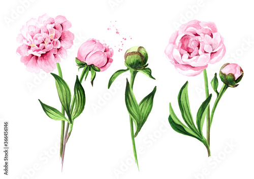 Pink peony Flowers bouquets, Hand drawn watercolor illustration isolated on white background