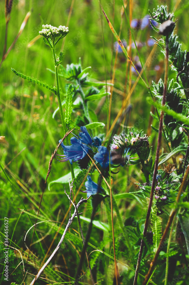 wild blueberries in the forest wild blueberries in the forest