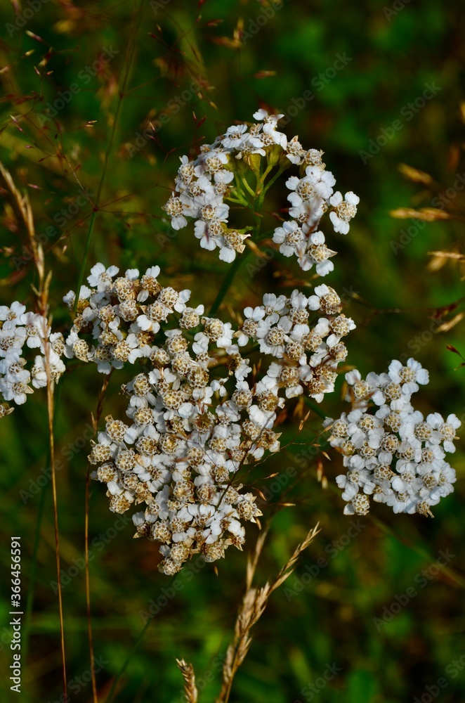 flowers of a tree