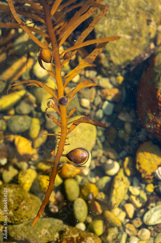 Floating Seaweed