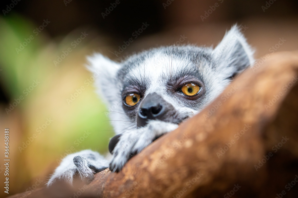 Naklejka premium Ring Tailed Lemur (lemur catta)