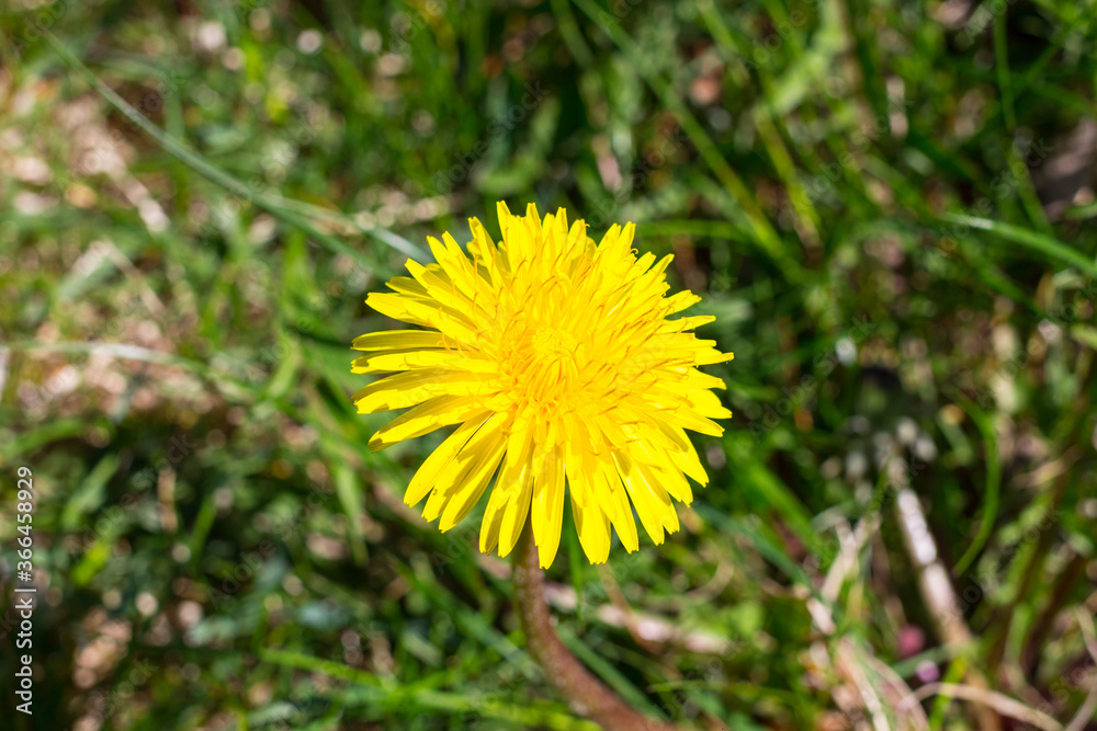 Dandelion (lat.Taraxacum), on the green grass . Dandelion (lat.Taraxacum), on the green grass .