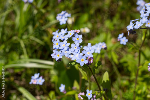 Delicate blue forget-me-not  lat. Myos  tis   growing in nature .