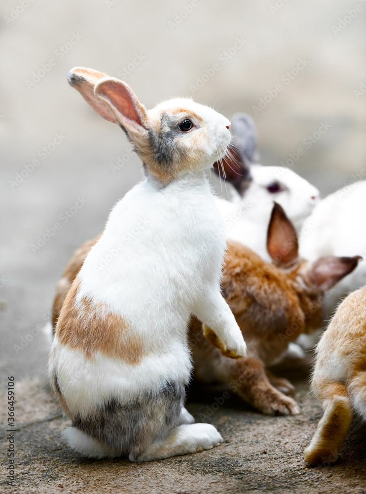 Cute white brown rabbit standing on the ground with family