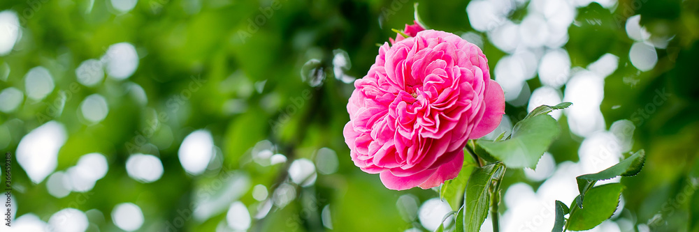 Beautiful pink climbing rose in garden. Nature background