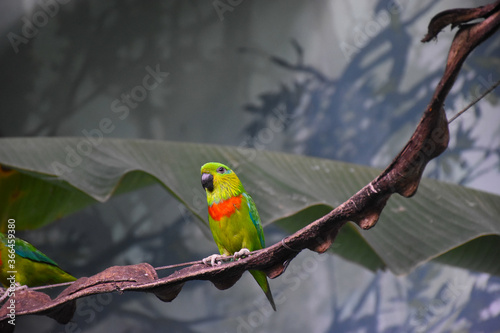 The Edwards's fig parrot (Psittaculirostris edwardsii), beautiful colorful bird photo