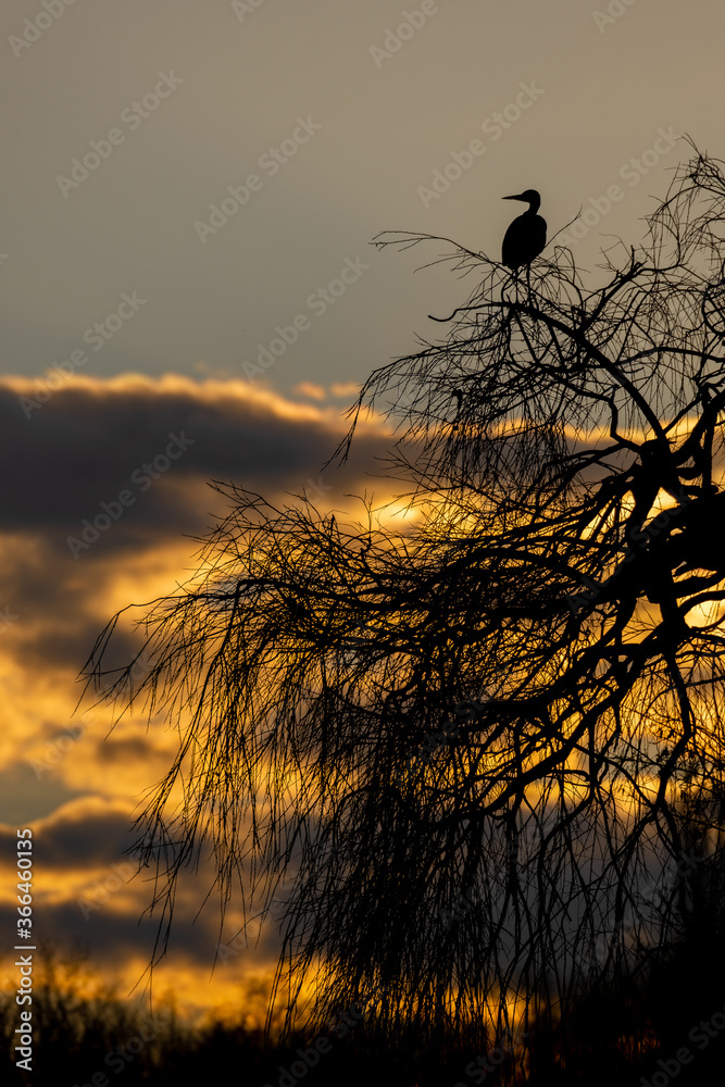 Ein Graureiher sitzt auf einem Zweig bei Sonnenaufgang