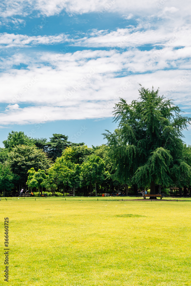 Grass field with green trees at Seoul forest park in Korea