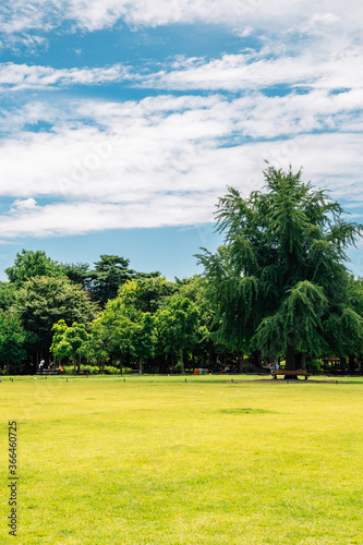 Obraz na płótnie Grass field with green trees at Seoul forest park in Korea w salonie