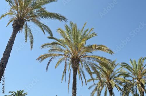 arbre palmier ecorce végétation tropical vacances © JeanLuc