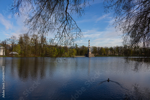 A duck swimming to the Chesma column in the Big lake of the Catherine Park, through the branches of trees. Against a blue sky with clouds... photo